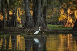 Sunset in the swamps by Martin Podt