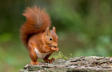 Red Squirrel  sur Menno Schaefer