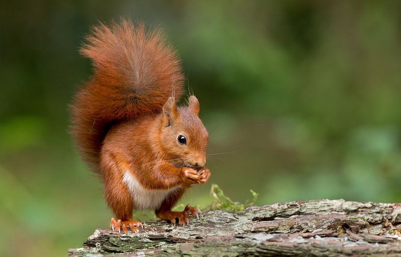 Red Squirrel  par Menno Schaefer