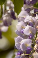 Purple bush