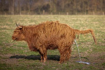 Schotse Hooglander in natuurlijke actie van Triki Photography