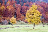 wonderful autumn