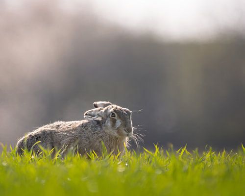 Lapin 2 sur Liliane Jaspers