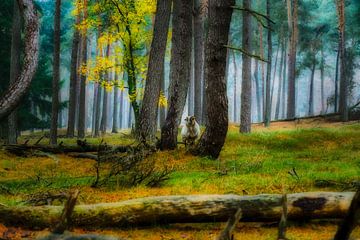 Ein schöner Herbstwald mit Schafen, Heidestein von Ferdinand Mul