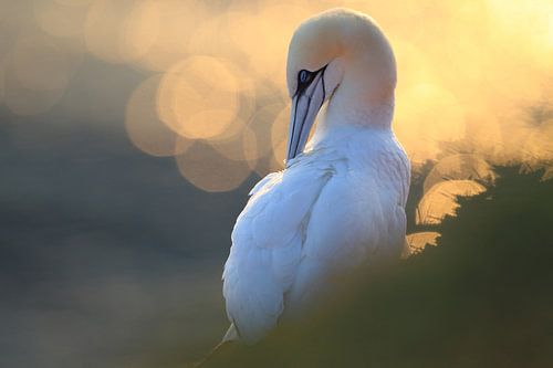 Jan-van-genten Helgoland Eiland Duitsland