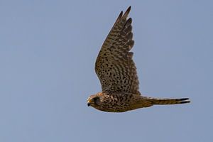 Falke im Flug