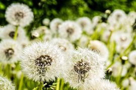 Dandelion with bokeh on flower meadow by Dieter Walther