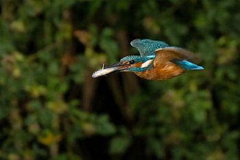 Martin-pêcheur avec un poisson capturé pour le nid