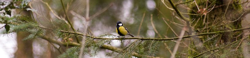 Alleen by Hilda Palm
