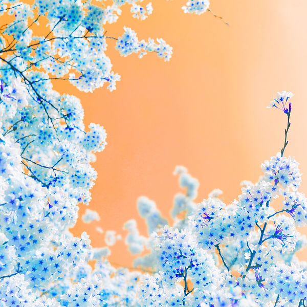 Sakura Kirschblüte 2 quadratisch von Anne van Zantwijk
