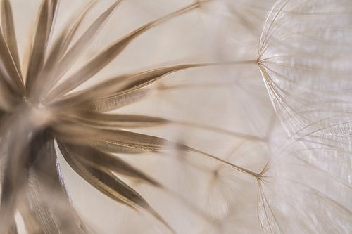 Natuurlijke vormen van het hart van een Tragopogon