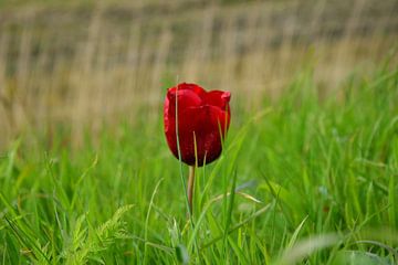 Een rode tulp van Corine Dekker