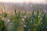 Druppels in het gras