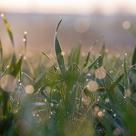 Des gouttes dans l'herbe sur Carla Walk