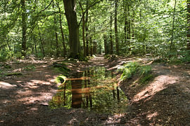 Réflexion sur la forêt sur Frank's Awesome Travels