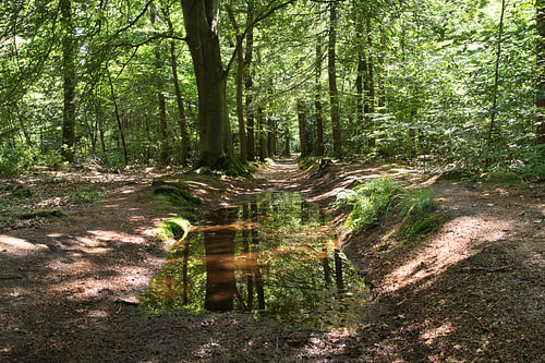 Weerspiegeling in het bos