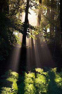 Divine Sunrays II