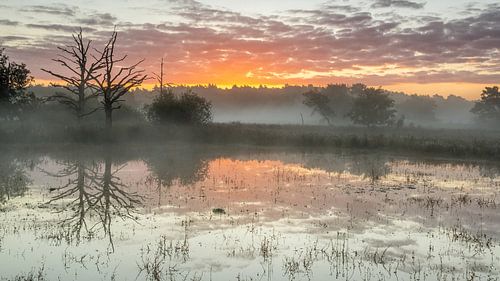Bäume auf dem N.P. die Maasduinen. (Niederlande)