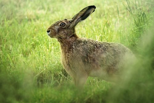 European hare (Lepus europaeus) on a green meadow, because of its fertility the wild animal has beco