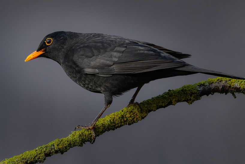 M. Blackbird par Ard Jan Grimbergen