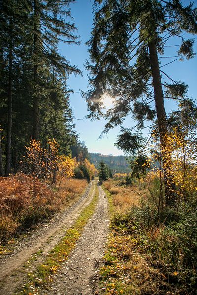 Wandelen in de Ardennen van Ton Tolboom