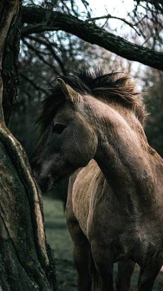 Wilde paard van AciPhotography