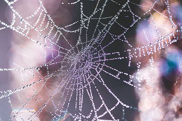 Märchenhaftes Spinnennetz: Tautropfen als Kristalle von elma maaskant