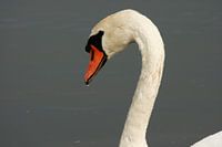 Zwaan