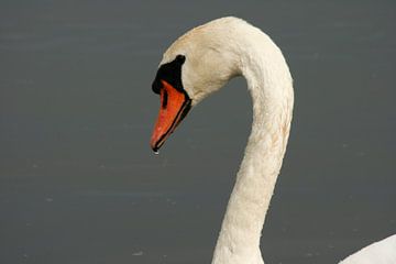Swan by Teun Huisman