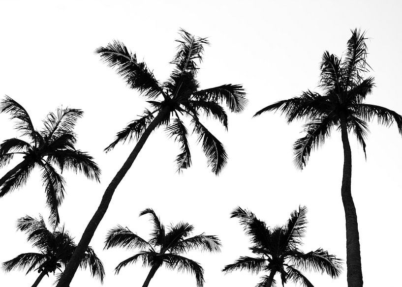 Tropicality by Rafael Campezato