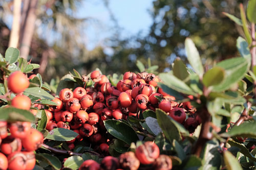 Red berries