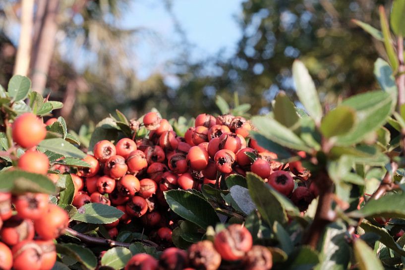 Baies rouges par Artisticcreationsbyramona