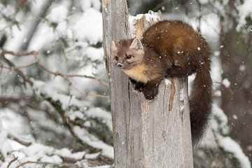 Martens / dennenmarters / sparrenmarters ( Martes americana ) in de winter, wilde dieren, Yellowston