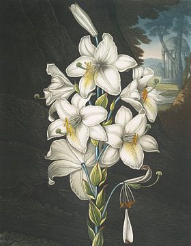 Le lys blanc, avec des feuilles variées, Robert John Thornton