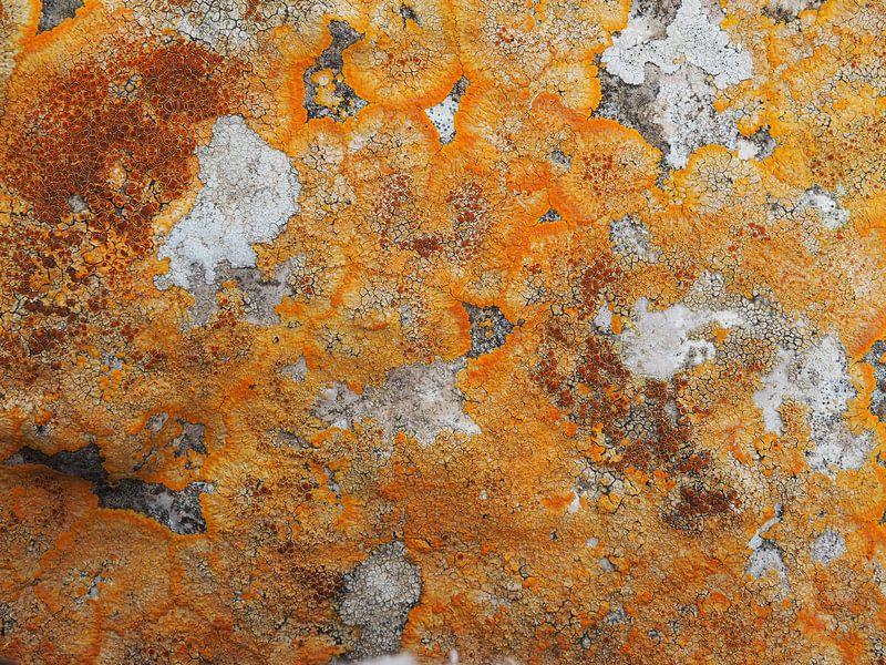 Natuurlijke textuur van Dominique Landau
