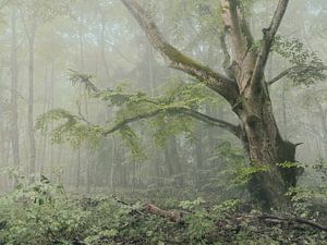 Zauberbaum