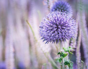 Ackerkratzdistel von Hennie Zeij