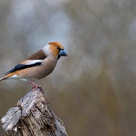 Haw Finch by Henk Zielstra