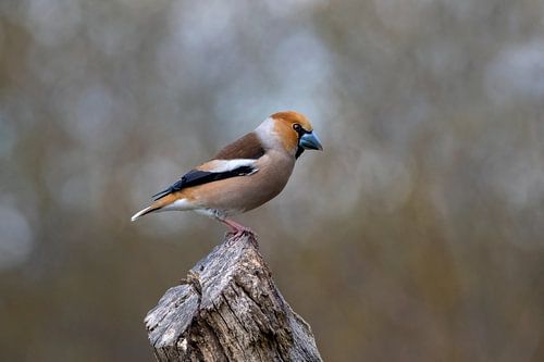 Appelvink