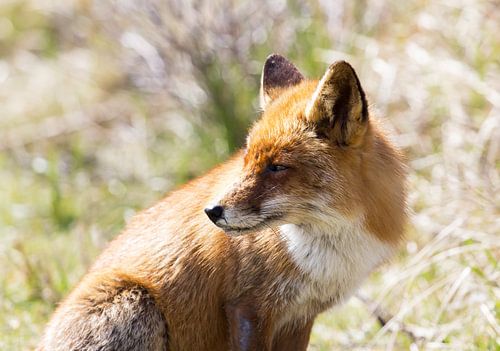 Fox in the Amsterdam Water Supply Dunes