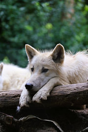 White Wolf by Patrick Casteleins