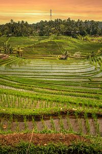 Grüne frische Reisterrassen auf Bali, Indonesien