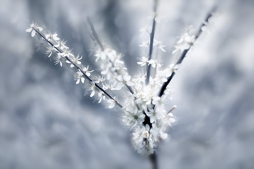 Spring blossom