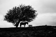 Cheval lapin sous un arbre par Gilbert Schroevers Aperçu