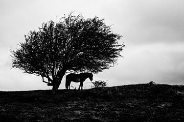 Konikpaard onder een boom