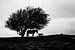 Konikpaard onder een boom van Gilbert Schroevers
