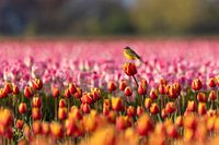 Yellow wagtail on tulip