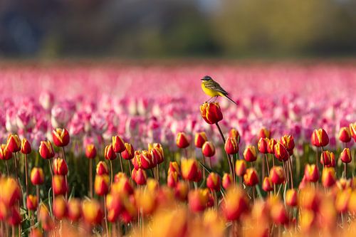 Gele kwikstaart op tulp