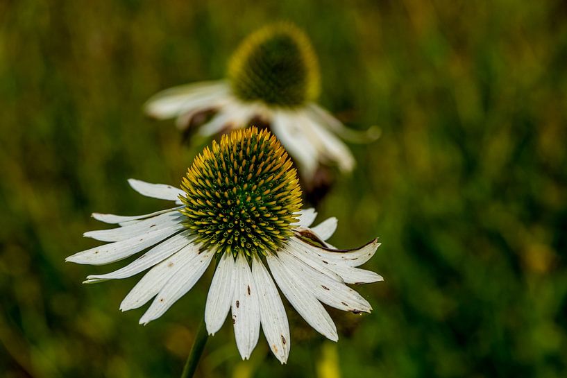 #Flowers by Hannie Berkers-Looijmans