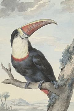 Toucan, Aert Schouman, 1748